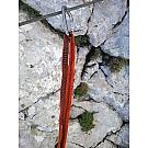 Petzl William karabiner sa maticom