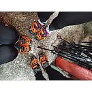 Dereze Veriga Lesce Mount Track