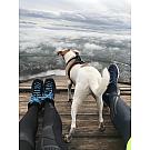 Salewa Crow GTX Ženske visoke planinarske čizme